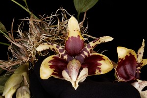 Stanhopea nigroviolacea Huntington's Velociraptor FCC/AOS 92 pts.